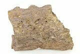 Fossil Hadrosaur (Edmontosaurus?) Jaw Section - Montana #316422-1